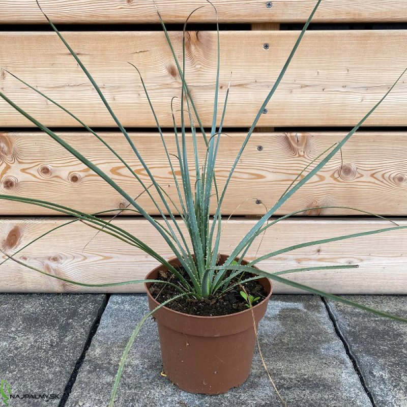 Dasylirion Glaucophyllum, trávovník, kont. C2L, výška: 30-50 cm (-16°C)